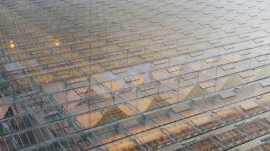 Sırayla taze bitkilerle donatılmış seralar.