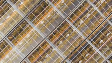 Çağdaş sera binalarında sıra sıra bitki yetiştirme