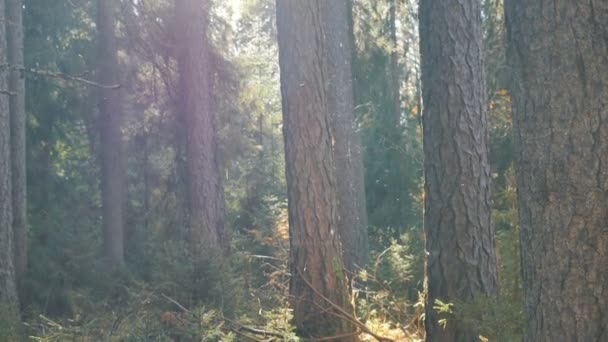 Korkeat vanhat puut ja pienet putoavat lehdet aurinkoisessa metsässä — kuvapankkivideo