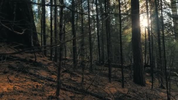 Alberi secolari con rami secchi in legno selvatico soleggiato il giorno d'autunno — Video Stock