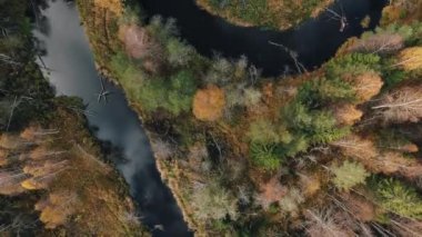 Sarı ve köknar ağaçlı orman ve sakin nehir havası manzaralı