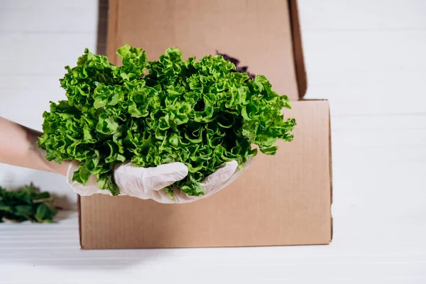 Доставка свіжих овочів і трав онлайн протягом карантину, рука в гумовій рукавичці тримає свіжий кущ салату перед кортоновою коробкою — стокове фото
