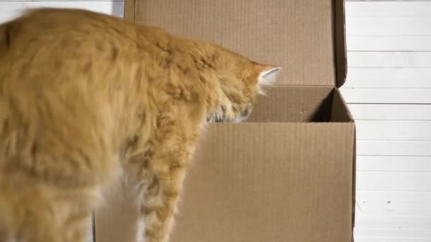 Pisica curioasă intră în cutia de carton deschisă pe masa albă — Videoclip de stoc
