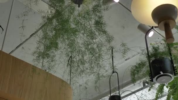 Plantas exóticas y lámparas elegantes en el techo en el diseño de la cafetería — Vídeos de Stock