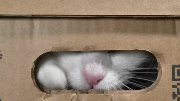 Divertente gatto rosicchia scatola di cartone attraverso piccolo foro — Video Stock