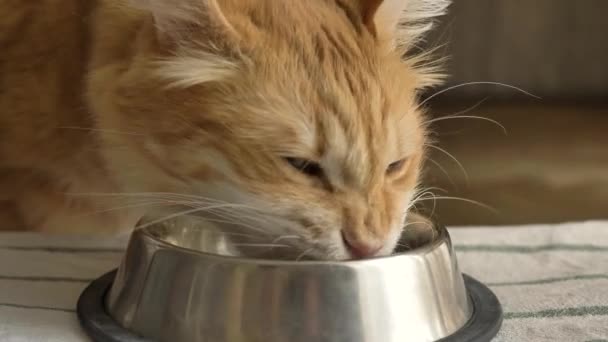 솜털붉은 고양이는 밝은 방에 있는 대접에서 먹이를 먹는다 — 비디오