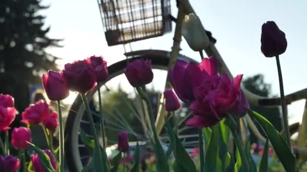 Outdated bicycle with basket stands on meadow with tulips — стоковое видео