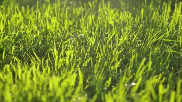 Small cut grass grows on large park meadow in evening — 图库视频影像