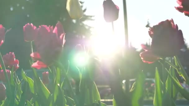 Різні кольорові подвійні тюльпани на довгих стеблах з листям — стокове відео