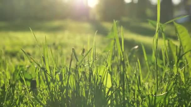 Groen gras groeit op brede weide onder fel zonlicht — Stockvideo