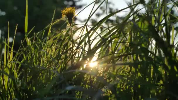 Zielona trawa z żółtymi kwiatami rośnie na szerokiej łące — Wideo stockowe