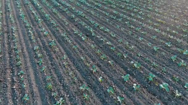 Vista aérea de un campo agrícola con hileras suaves de plántulas de repollo joven — Vídeos de Stock