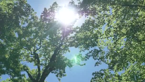 A napkorong zöld levelekkel ragyog át a faágakon. — Stock videók