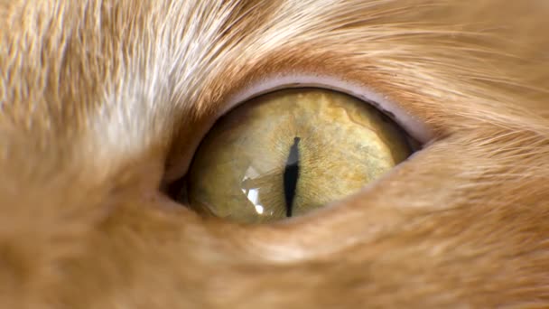 Bolyhos gyömbér macska -val vastag szőr nyit széles narancs fényes szem — Stock videók
