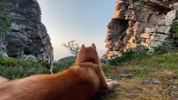 Karelian laika σκυλί βρίσκεται στο έδαφος κοντά απόκρημνα βράχια — Αρχείο Βίντεο