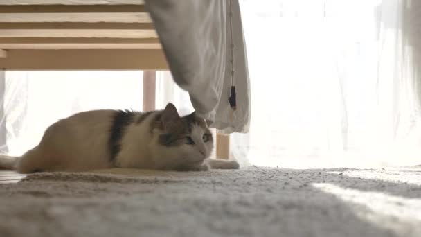 Wesoły puszysty biały kot bawi się wiszącymi prześcieradłami pod łóżkiem — Wideo stockowe