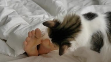 Yumuşak kedi, büyük yatakta ayak parmaklarını oynatan insanlarla oynar.