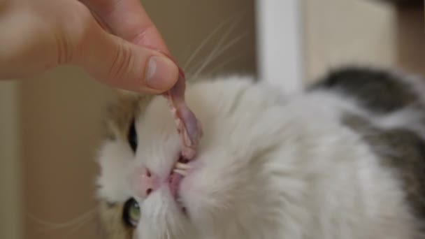 Lekfull fluffig katt spelar bita kött skiva i kvinna hand — Stockvideo