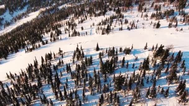 Pistes montagneuses couvertes de neige brillante et de vieille forêt — Video