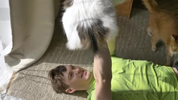 Joven hombre hace casa entrenamiento y eleva mullido blanco gato — Vídeos de Stock