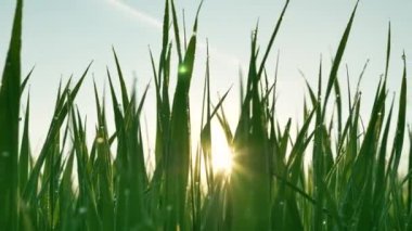 Güneş ışınları yeşil çimenlerin arasından geçer. Bir yaz sabahı Rassevet 'te çiğ damlalarıyla.