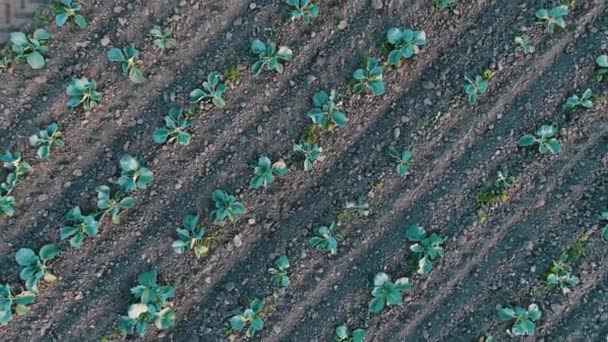 Diagonale rijen van kleine groeiende zaailingen bovenaanzicht — Stockvideo