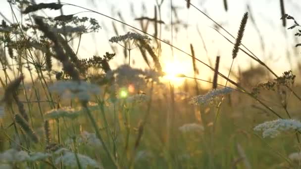 Pędy milfoil i kolce kołyszą się w wietrze przed wschodem słońca — Wideo stockowe