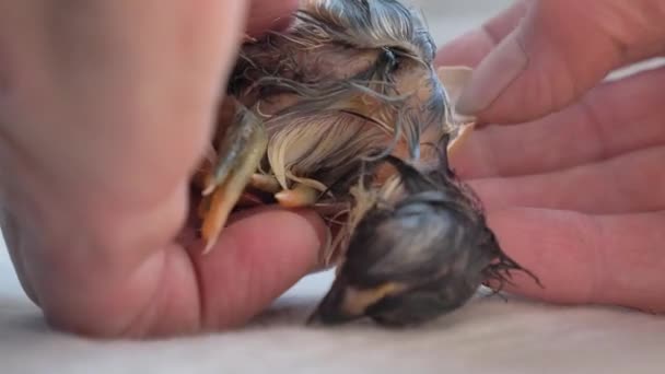 人間の手フリー新生児の雛からの残りの卵 — ストック動画