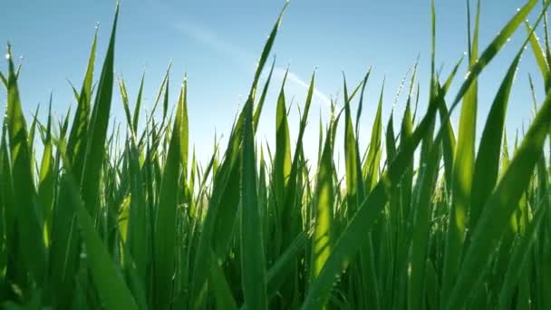 Motion past long green stems of grass against sunrise — Stock Video