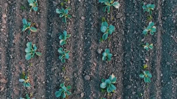 在土壤中沿着长长的平行的卷心菜根系移动 — 图库视频影像
