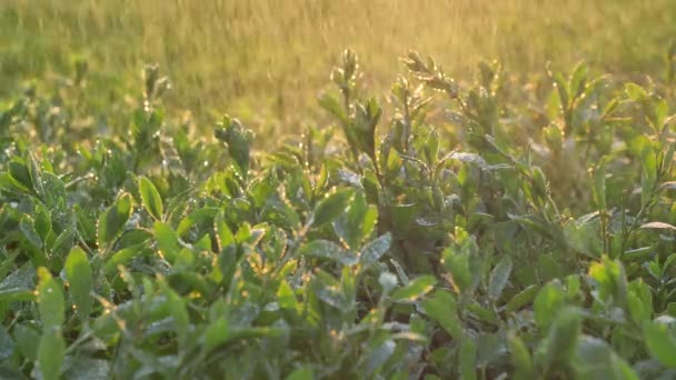 Kraftigt regn faller på ljusa gröna blad av små växter — Stockvideo