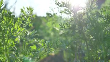 Uzun çalı kökleri, yeşil çimenler arka planda büyür.