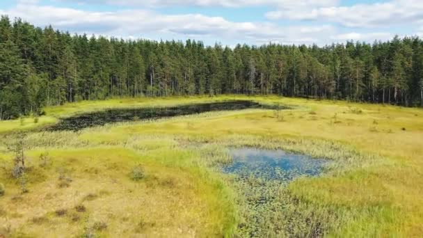 Lac forestier et tourbières avec herbe jaune sur une grande clairière — Video