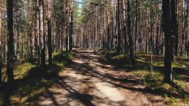 Longue route forestière avec de hauts pins et de l'herbe — Video