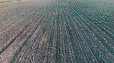 Toprakta uzun paralel lahana filizleri boyunca hareket