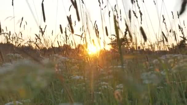 Pędy milfoil i kolce kołyszą się w wietrze przed wschodem słońca — Wideo stockowe