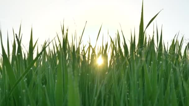 Groene stengels van gras tegen zonlicht in de zomerochtend — Stockvideo