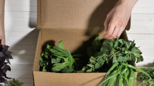 Woman puts bunches of fresh greenery into cardboard box — Stock Video