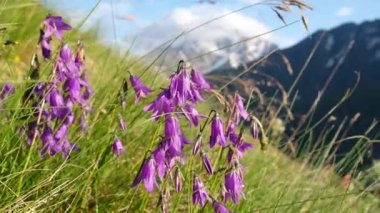 Mor çan çiçekleri bir dağ yamacında, rüzgarda, yakın planda.