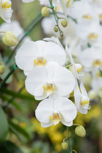 Beautiful orchid in garden — Stock Photo, Image