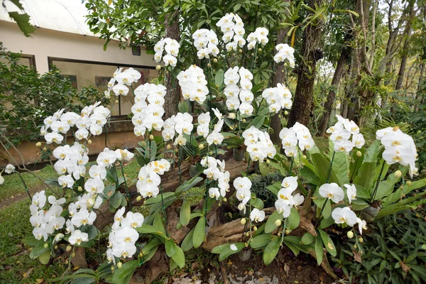 Belle orchidée dans le jardin — Photo