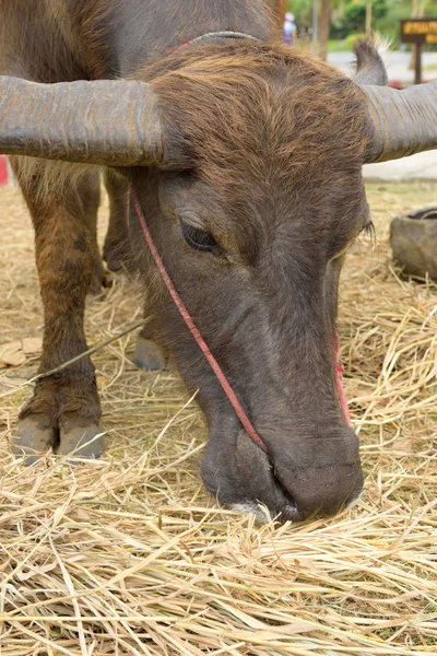 Búfalo en granja — Foto de Stock