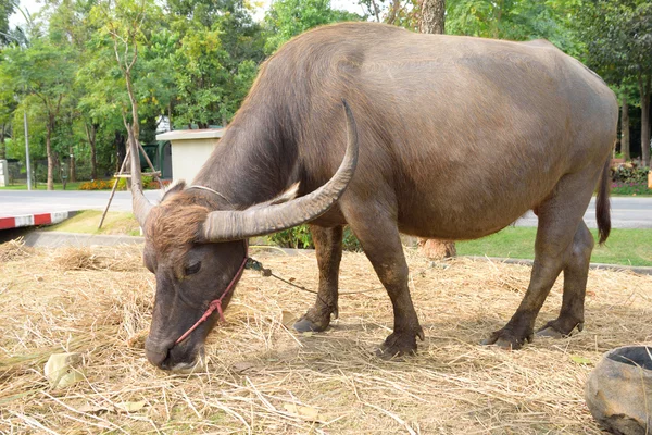 பண்ணையில் பஃபாலோ — ஸ்டாக் புகைப்படம்