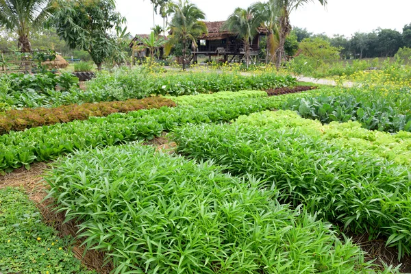 Fresh vegetable farm — Stock Photo, Image