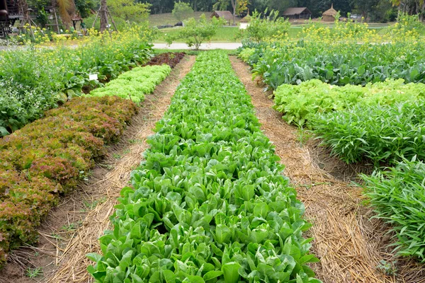 Azienda agricola di verdure fresca — Foto Stock