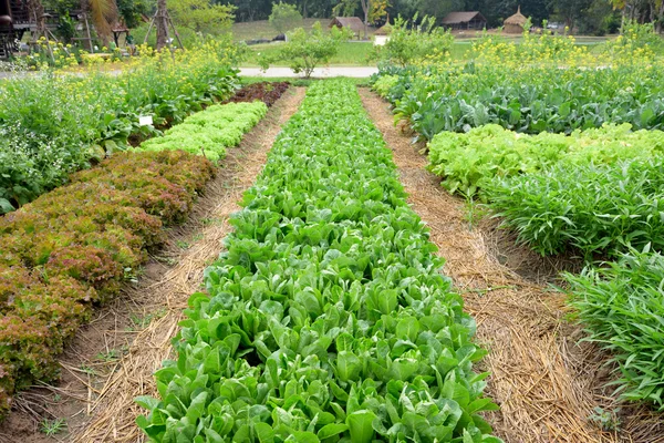 Fresh vegetable farm — Stock Photo, Image