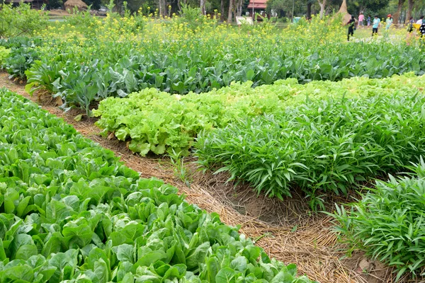 Fresh vegetable farm — Stock Photo, Image