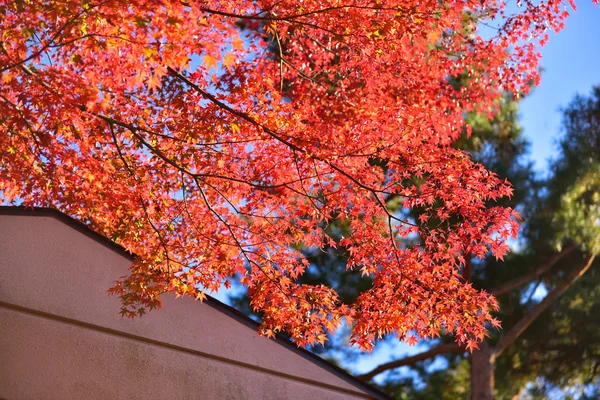 カラフルな紅葉 — ストック写真