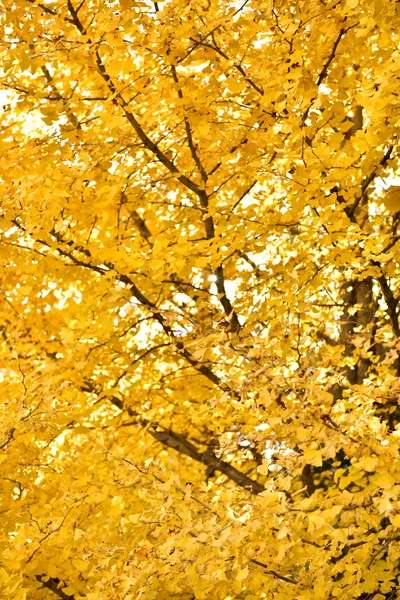 Ginko in autumn Stock Image