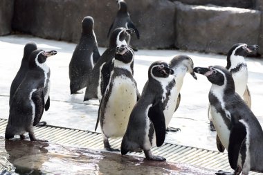 aminal Hayvanat Bahçesi